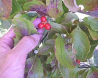 cornus florida fruit.jpg